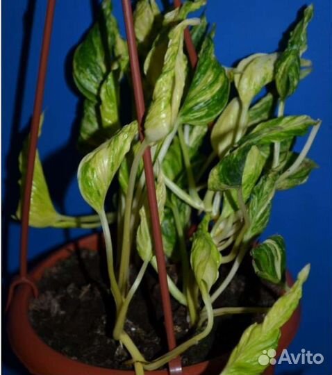 Эпипремнум Годзилла вар