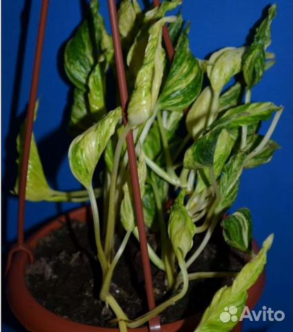 Эпипремнум Годзилла вар