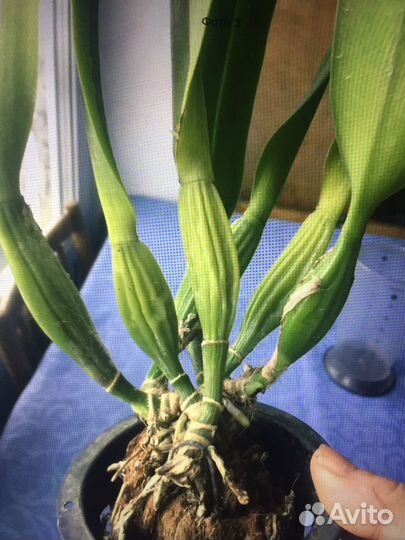 Каттлея белая взрослая