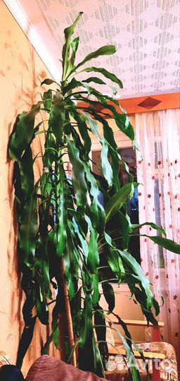 Драцена душистая массанжеана