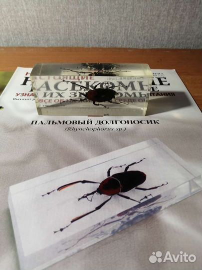 Насекомые и их знакомые