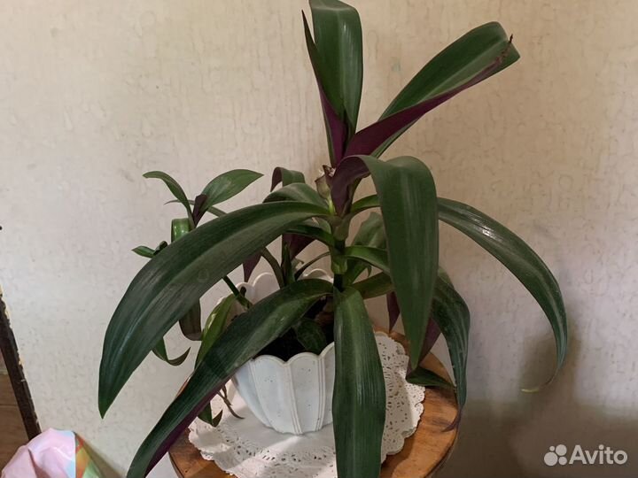 Цветок Корделина(рео)