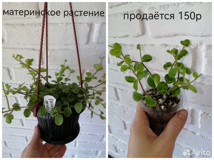 Филодендрон squamiferum, мюленбекия