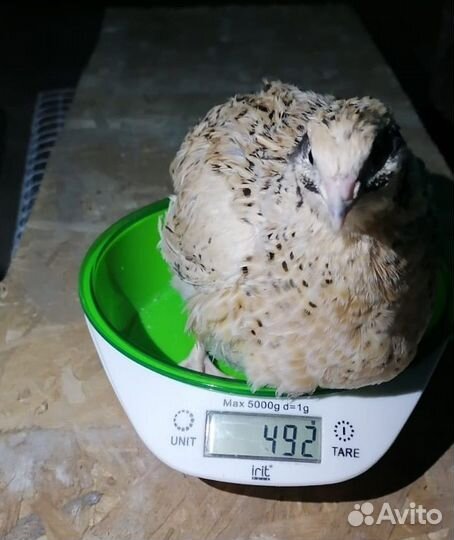 Продам перепелов