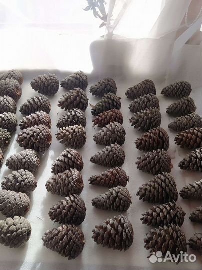Шишки пицундской сосны