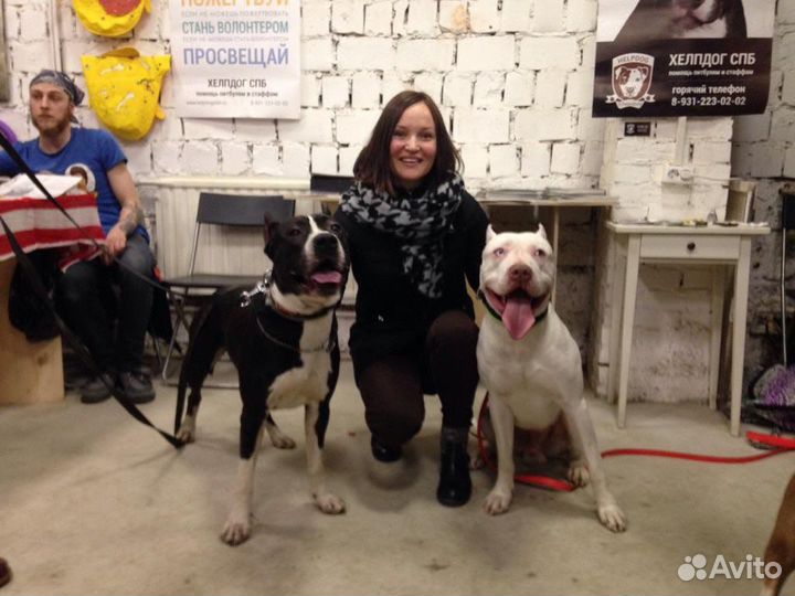 Зоопсихолог кошки и собаки