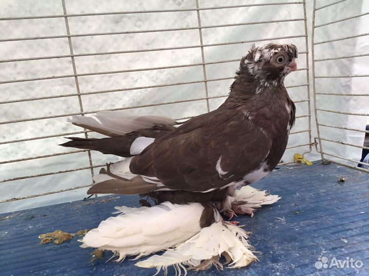 Голуби узбекские