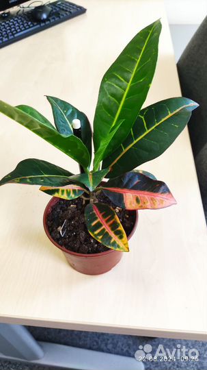 Комнатные цветы