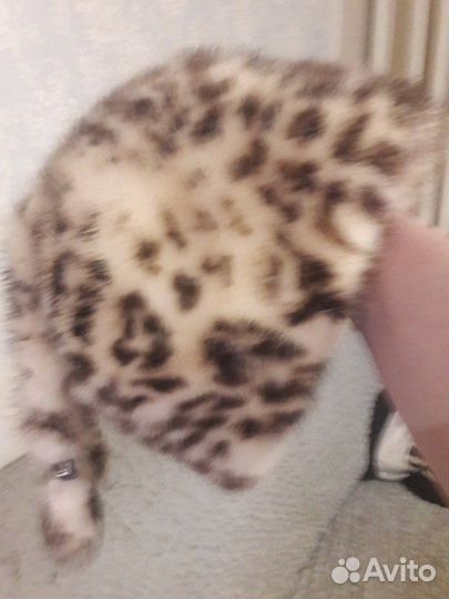 Шапка норковая