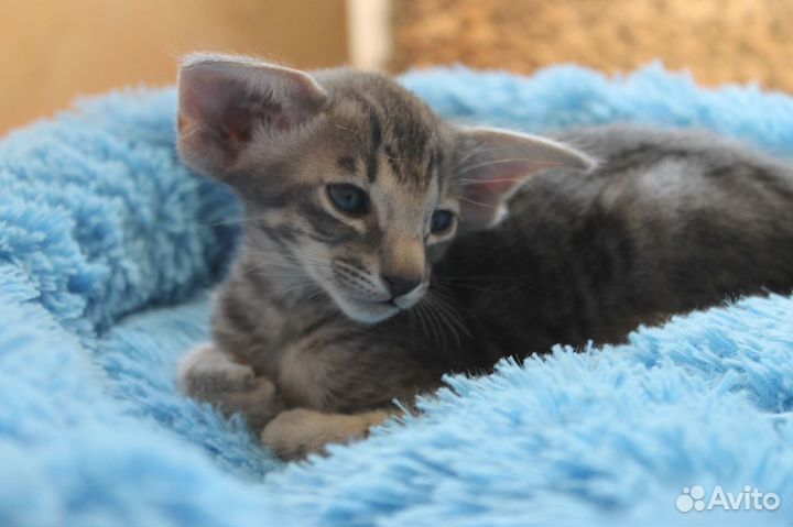 Ориентальные котята