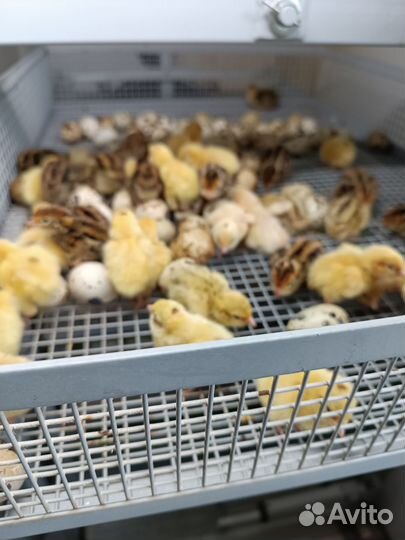 Перепелята