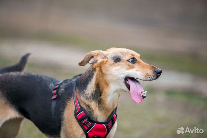 В добрые руки