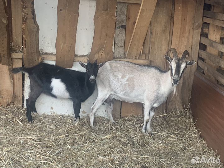 Коза и казленок