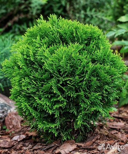 Туя западная 