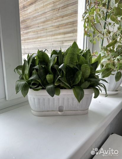 Сансевиерия