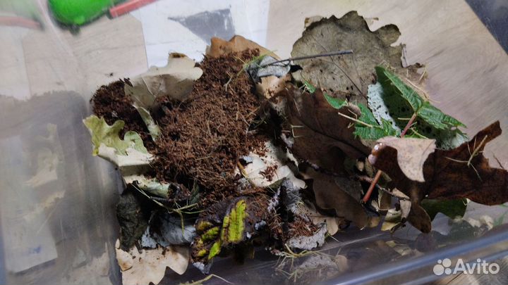 Анамские палочники