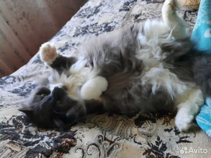 Кошка в добрые руки
