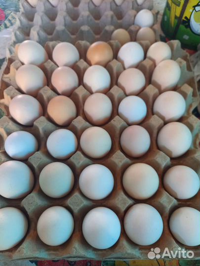 Домашние куриные яйца