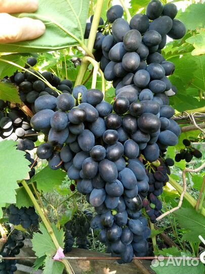 Саженцы винограда
