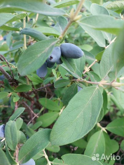 Ягода жимолость свежая