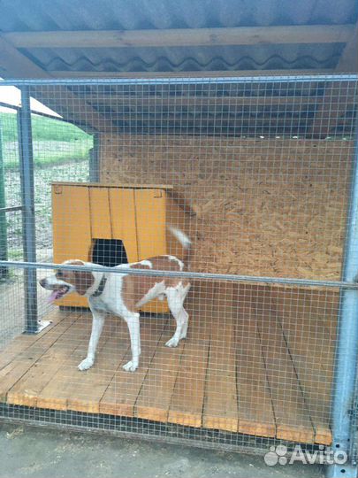 Эстонская гончая