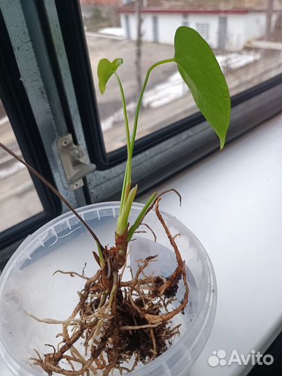 Антуриум ред