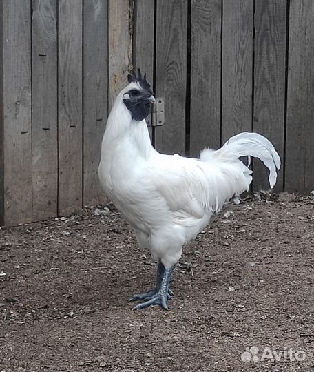 Молодняк породных кур