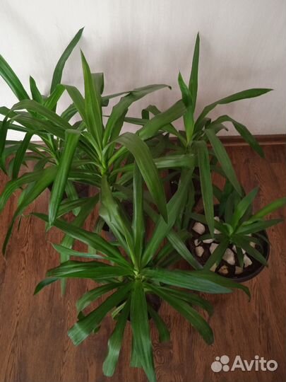 Комнатные цветы юкка