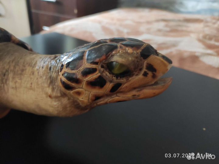 Чучело черепахи