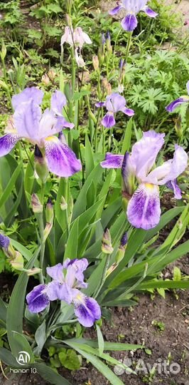 Ирисы бородатые