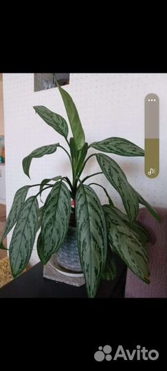 Аглаонема Сильвер Квин