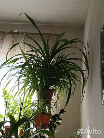 Пальма драцена