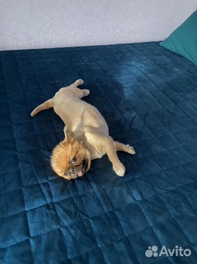 Собака для фотосессии