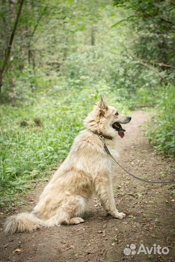 Пэтти - сладкий пирожок ищет Дом
