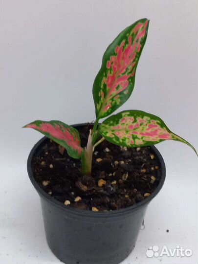 Аглаонема strawberry baby