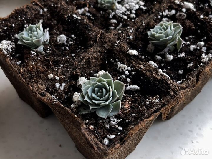 Суккуленты и кактусы с горшками