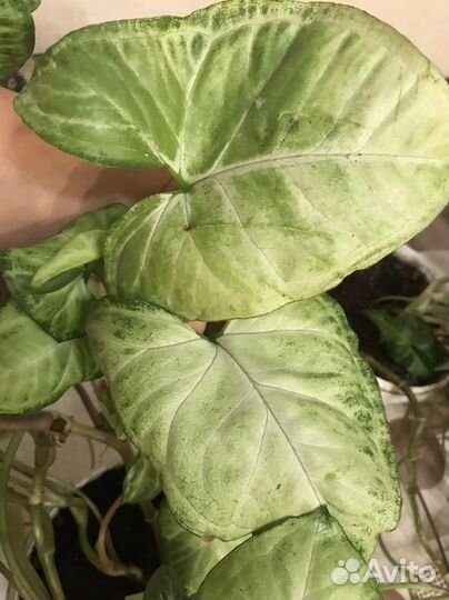 Сингониумы сортовые