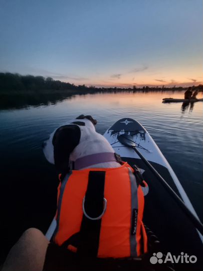 Услуги кинолога