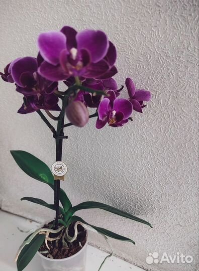 Орхидея фаленопсис