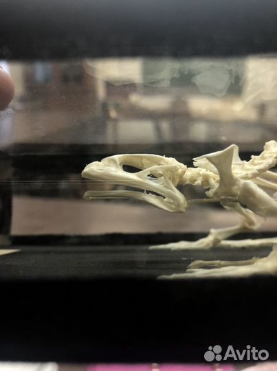 Репетитор по биологии