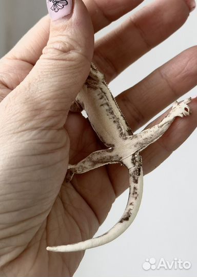 Малыш бананоеда