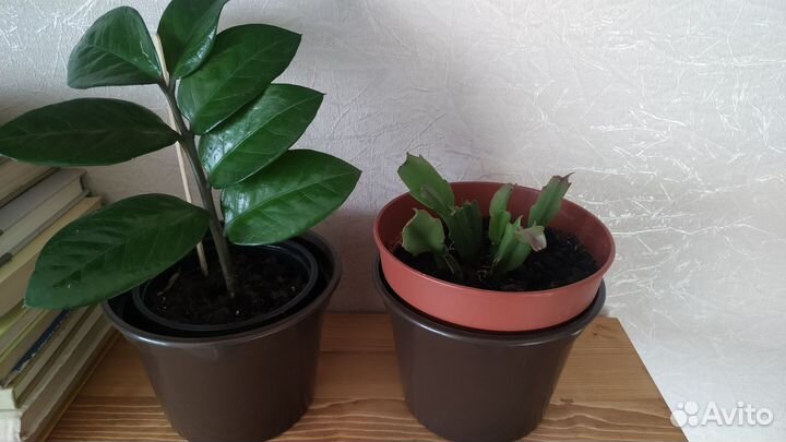 Замиокулькас декабрист комнатные цветы