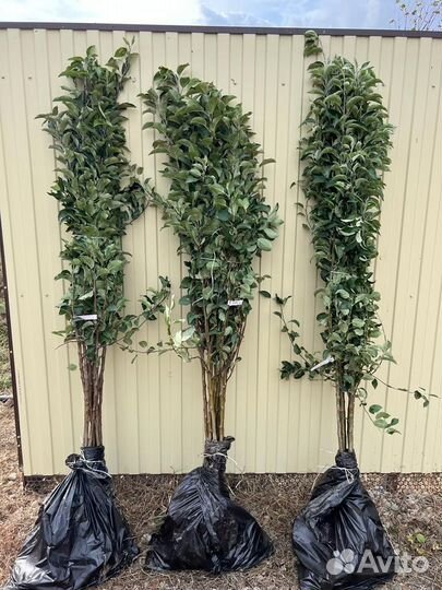 Саженцы яблони