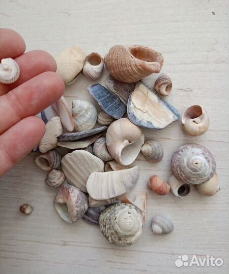 Сифон. Ракушки. Лампа