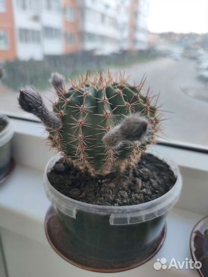 Кактус Эхинопсис