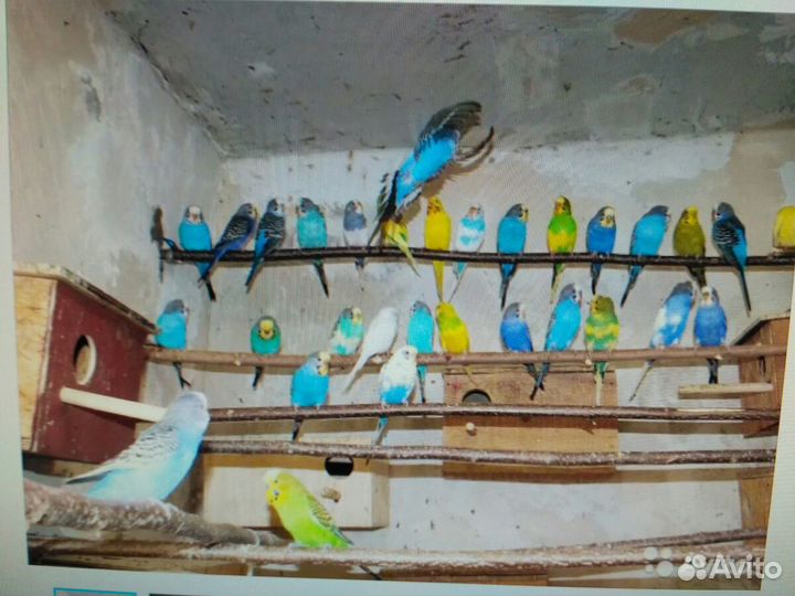 Молоденькие попугайчики