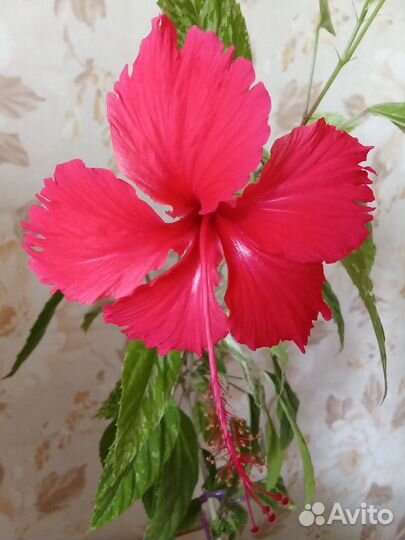 Гибискус пестролистный или Снежная королева