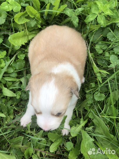 Щенки хаски бесплатно