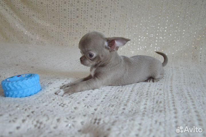 Очаровательная лиловая мини крошка