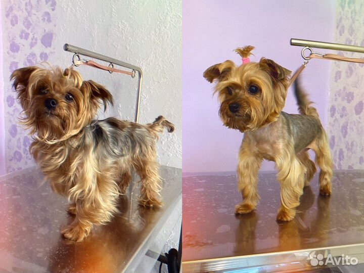 Грумер стрижка собак зоосалон